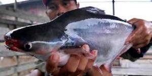 Produksi Ikan Budidaya Lampaui Target 13,02 Juta Ton